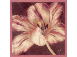 Tulipe